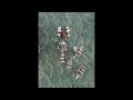 Battle of cape S.t Vincent 1797 short version Black seas miniature wargame battle