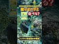 魚は酸っぱいグミを食べる？