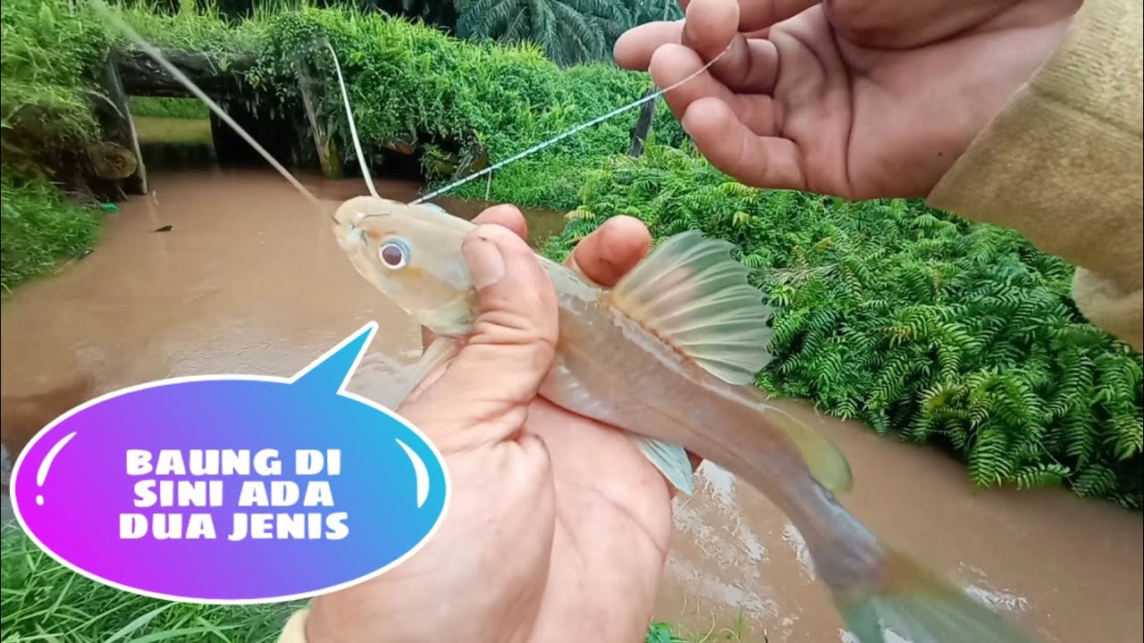 Mancing ikan baung || dapat dua jenis ikan baung