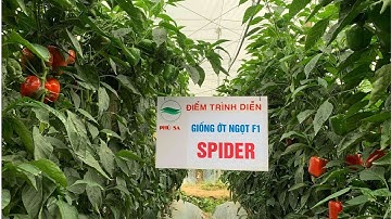 Tham quan vườn ớt chuông Spider - Phù Sa tại Thạnh Mỹ (Lâm Đồng)