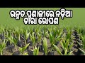 Advance way coconut farming  coconut farming  e farming odia  e farming odisha  coconut factory