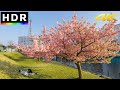 Tokyo Sakura 2023 - Relaxing Riverside Cherry Blossom Walk // 4K HDR