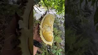 dapat durian hutan jatuh di sungai #durianliar#durianhutan #durianlokalsuper #durianaceh
