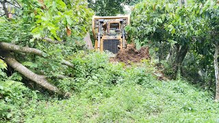 Reviving a Long-Abandoned Plantation Road with D6R XL Bulldozers