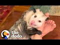 Opossum covers his moms face in kisses  the dodo little but fierce