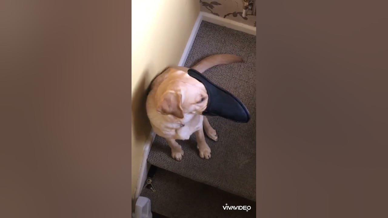 slipper nose labrador labrador YouTube