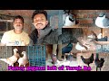 Beutiful fancy pigeon loft of tarak da  fancy pigeon farming in india