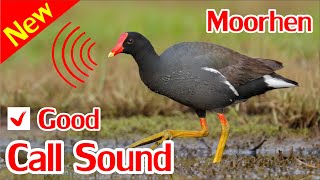 Suara Moorhen, Suara Ayam Rawa Mp3.