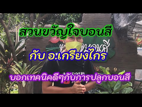 วีดีโอ: พ่อใบใหญ่คืออะไร?