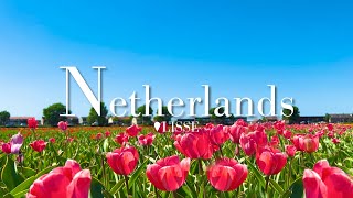 2 Hours  Relaxing Dutch Tulip Field On A Beautiful, Sunny Day  Sunshine, Flowers, Nature