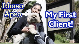 The Life of a Dog Walker: My Afternoon Walk with a Lhasa Apso