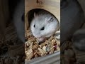 ヒマワリの種どんだけ食べるの～   ナッツちゃん