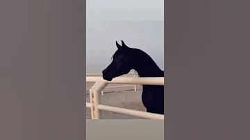 Black Arabian Horse خيل عربي أصيل اسود 