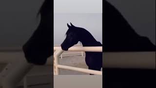 black Arabian horse||| خيل عربي أصيل اسود🖤