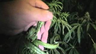 How I'm Cooling my Medical Marijuana Grow Room