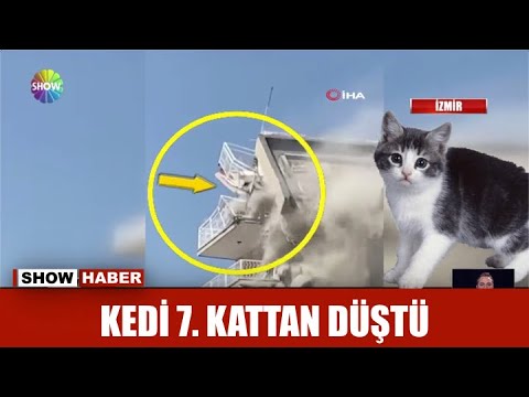 Kedi 7 Kattan Dustu Youtube