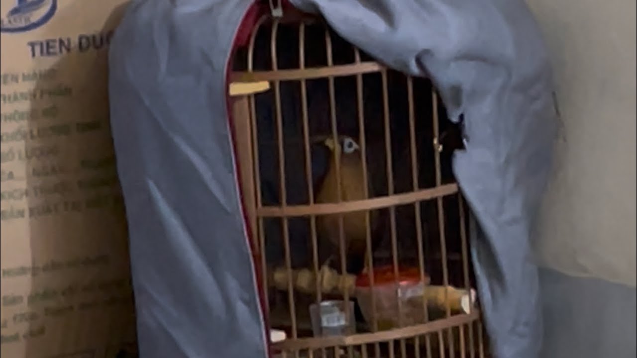 Mộc tam hoàng 2 tháng lồng