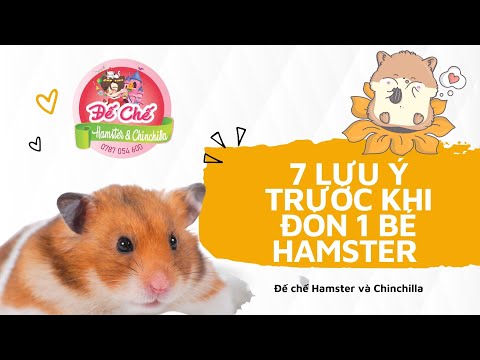Video: 8 điều bạn nên biết trước khi bắt Hamster thú cưng