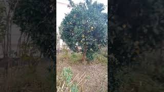 Portakal Ağacı Ebrulidunya77