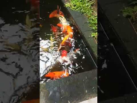 Koi Koi Koi