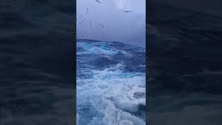 Fishers Setting the Gillnets to Attempt and Catch Fishes