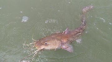 Câu cá, lên cá Ngát, cá Bông Lau | Sông Nước Cần Giờ - Châu Huỳnh.