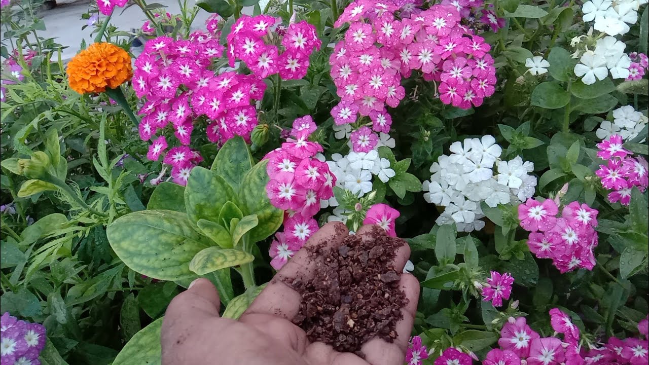 Best liquid fertilizer for phlox flower, इस लिक्विड फर्टिलाइजर डालने से