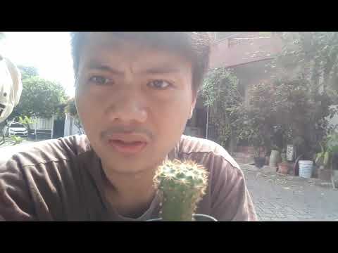 Video: Perawatan Kaktus Frailea - Pelajari Tentang Menanam Kaktus Frailea