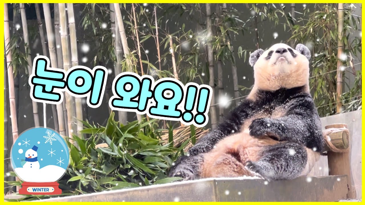 12.20(1)눈이 내리던 판다월드~~눈을보며 워터우 먹는...푸바오 그리고 러바오 - YouTube