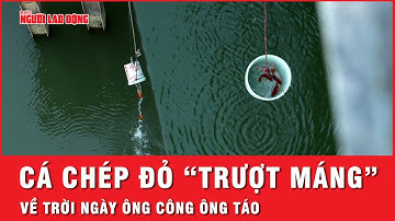 Cá chép đỏ trượt máng nilon xuống sông Hồng tiễn ông Công ông Táo về trời | Thời sự