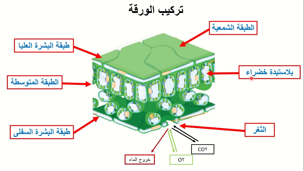 تركيب الورقة هو الأمثل