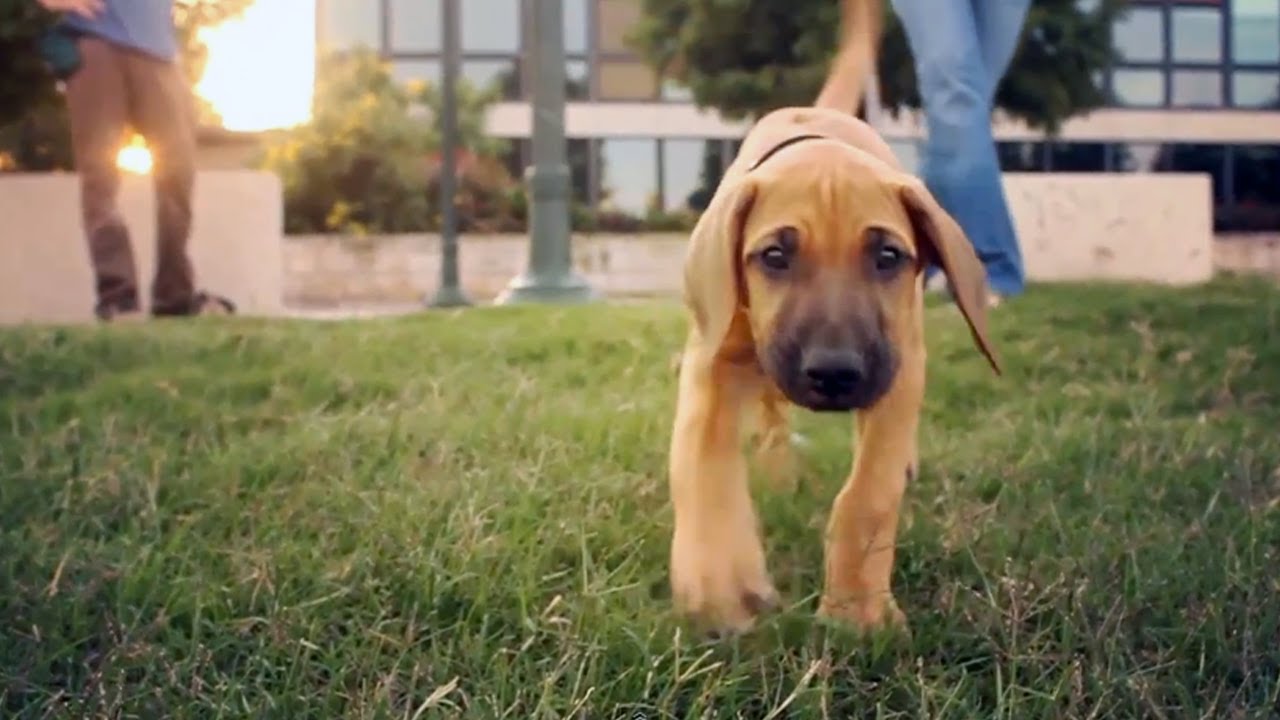 Rhodesian Ridgeback Leads the Way | The Daily Puppy