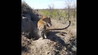 Leopard hunting Warthog baby#shorts