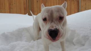 Dogo Plays In the Snow