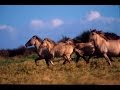 The wild horses that are rewilding Britain