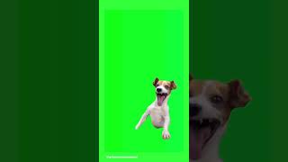 Green Screen Fact Laughing Dog