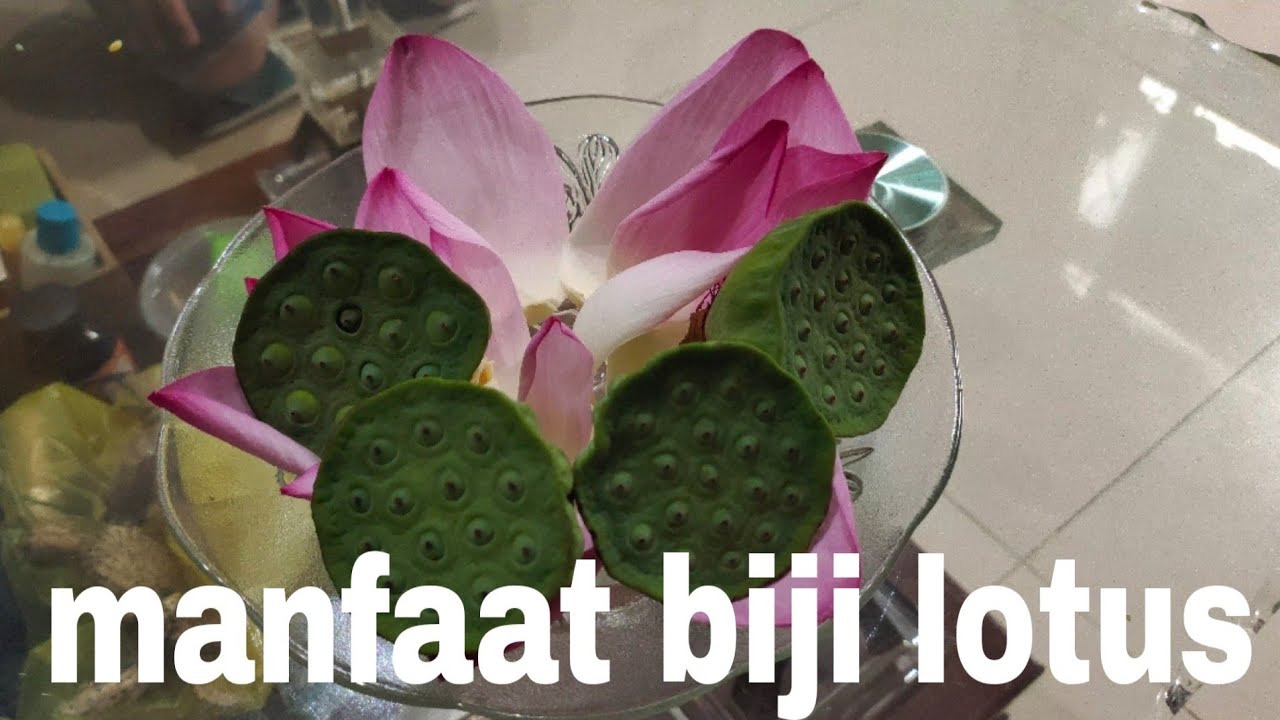Manfaat biji bunga lotus untuk kesehatan