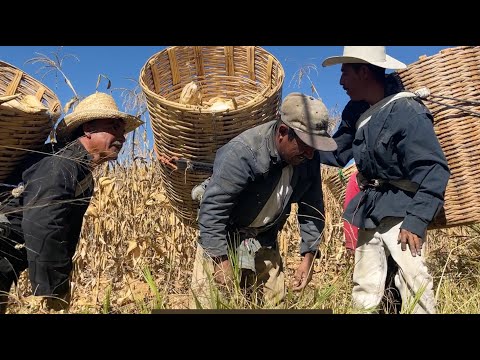 Corn Harvest, San Pedro Ixtlahuaca, Oaxaca Mexico