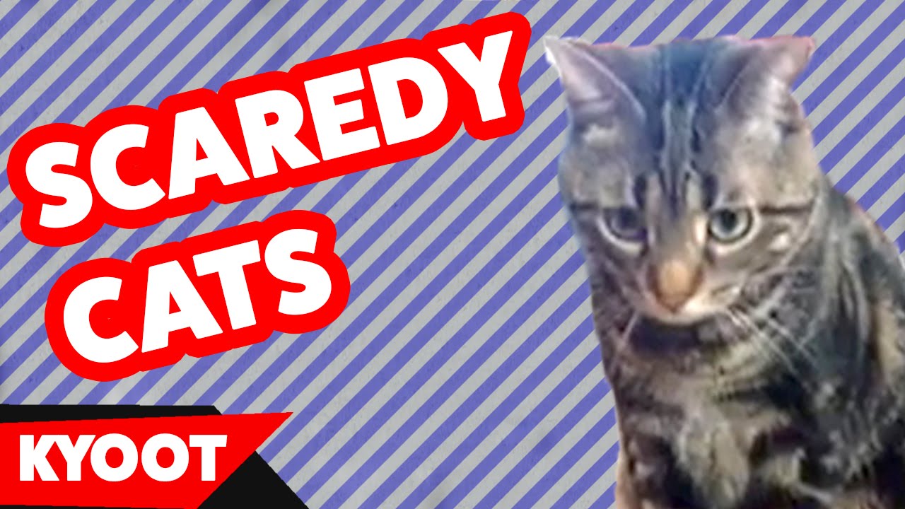 Scaredy Cats Video Compilation 2016 