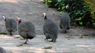 Nahariya botanic garden 25/02/2024