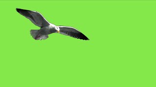 GREEN SCREEN Seagull birds Flying effects HD No copyright | chroma key bird seagull