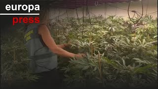 La Guardia Civil desmantela en Totana (Murcia) dos invernaderos con más de 700 plantas de marihua