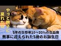 5年前に保護をした白血病陽性、5歳まで生きられないかもと言われた、茶トラのてるちゃん無事5歳のお誕生日を迎える事ができました!