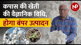 Cotton Farming Guide : Planting, Irrigation, fertilizer, Yield, Harvesting, कपास, कापूस की खेती screenshot 3