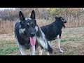 💕У Рэя невеста. Восточно-европейская овчарка. East European Shepherd.