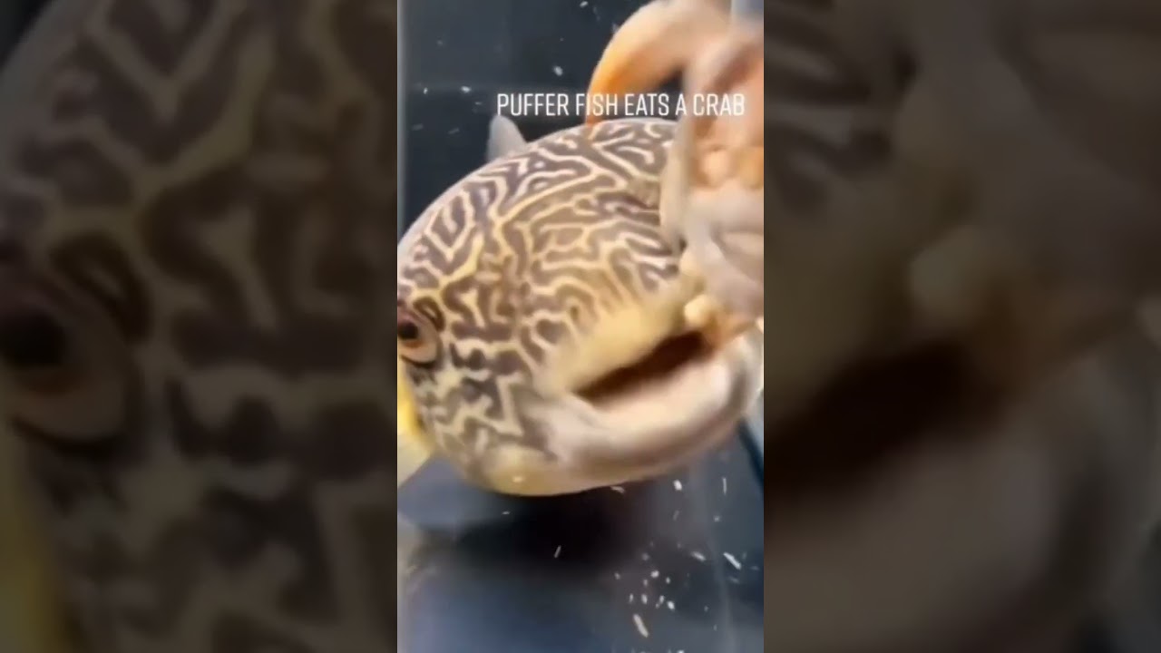 Puffer fish eats crab 