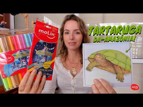 ANIMAIS DO BRASIL: Tartaruga-da-Amazônia | Vanessa Marella & MoLin