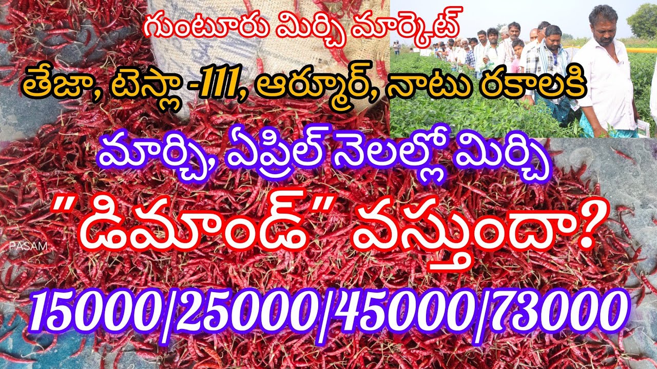గుంటూరు మిర్చి మార్కెట్ పరిస్థితులు ఎలా ఉన్నాయి.