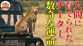 【人間に育てられたチーター】両親を殺された孤児から特殊な狩りをする名ハンターへ！『クイーン』の数奇な運命の記録【どうぶつ奇想天外／WAKUWAKU】 screenshot 3