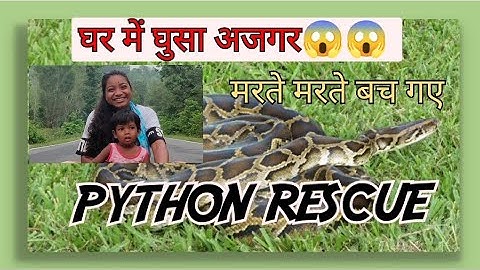 घर में घुसा अजगर😱😱|| मरते मरते बच गई Madhu||Python Rescue